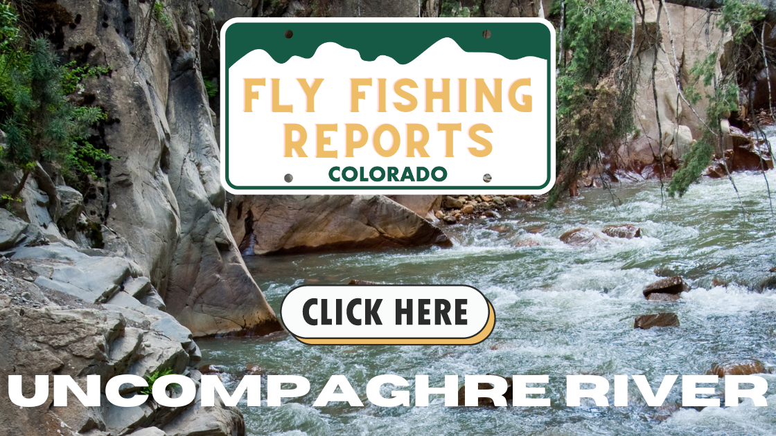 Fly angler casting on the Uncompahgre River below Ridgway Reservoir, with autumn foliage along the riverbank near Telluride Colorado