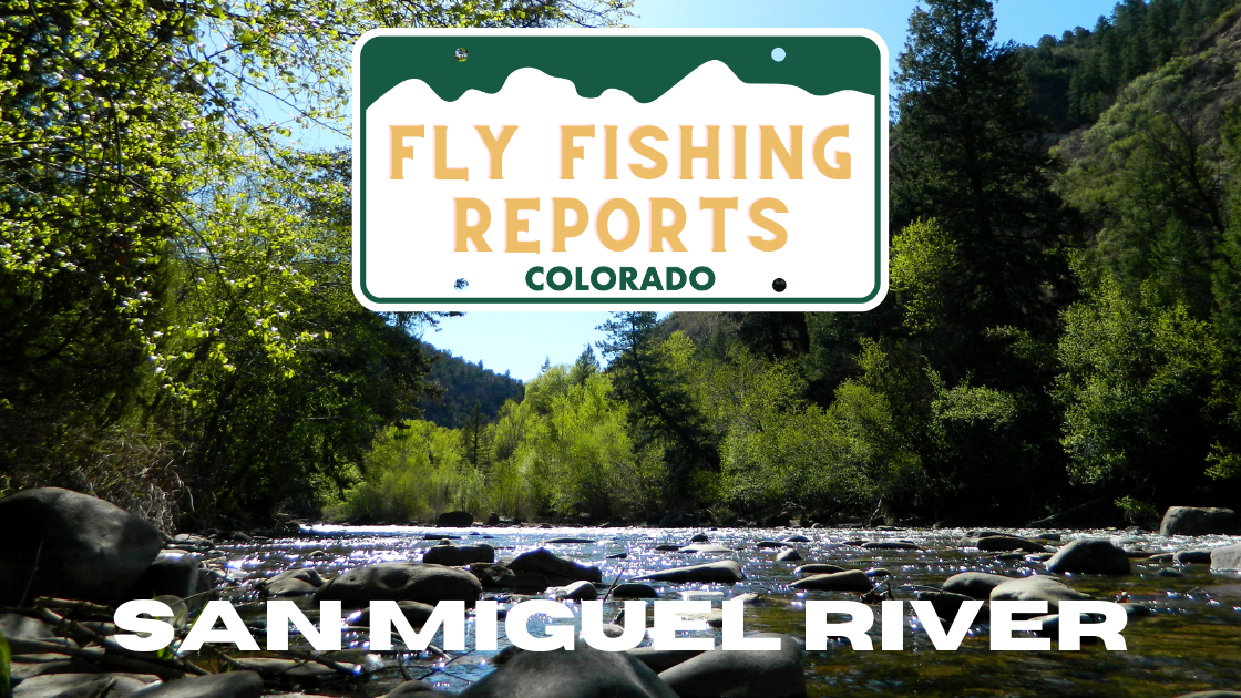 An angler fly fishing on the San Miguel River near Telluride, surrounded by fall colors and clear wate