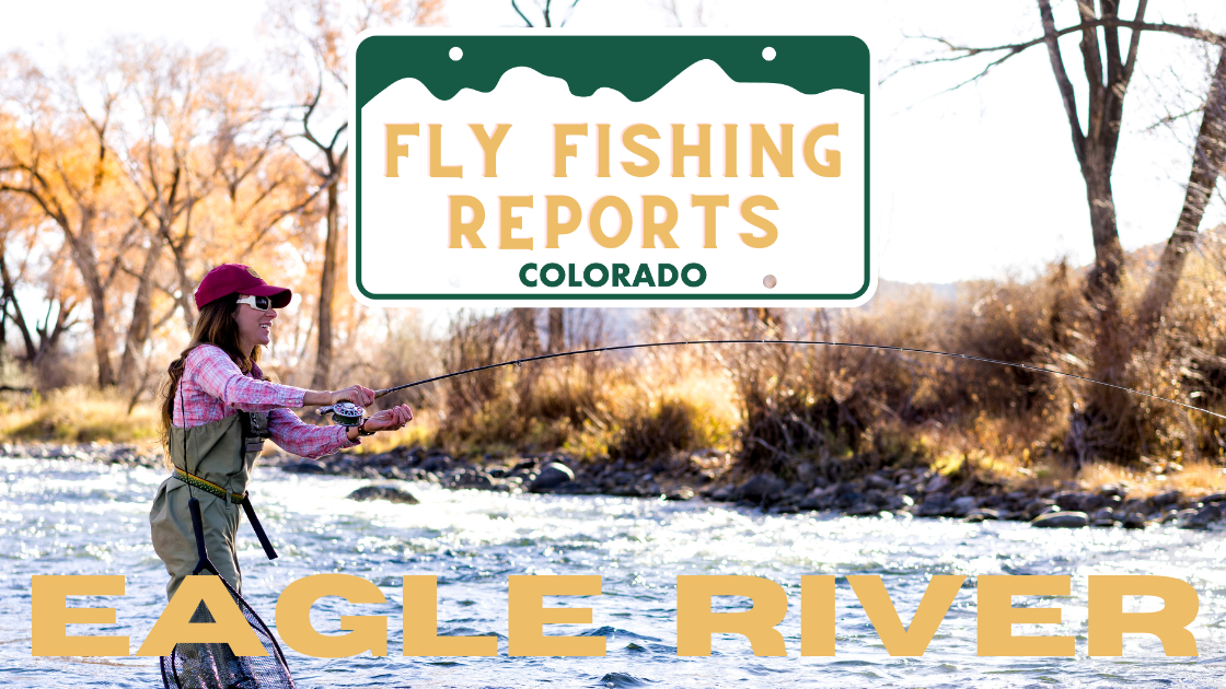 Fly angler casting on the Eagle River near Vail with autumn trees and clear water in the background.