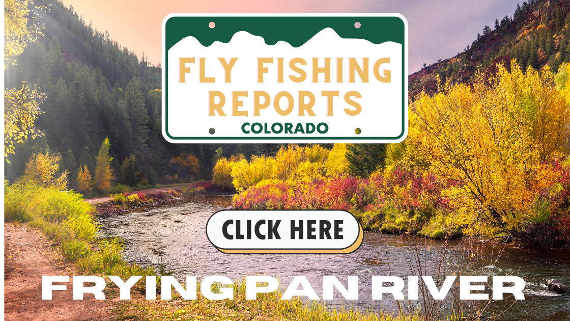 Angler fly fishing on the Frying Pan River with fall foliage along the banks and clear water below Ruedi Reservoir and Aspen