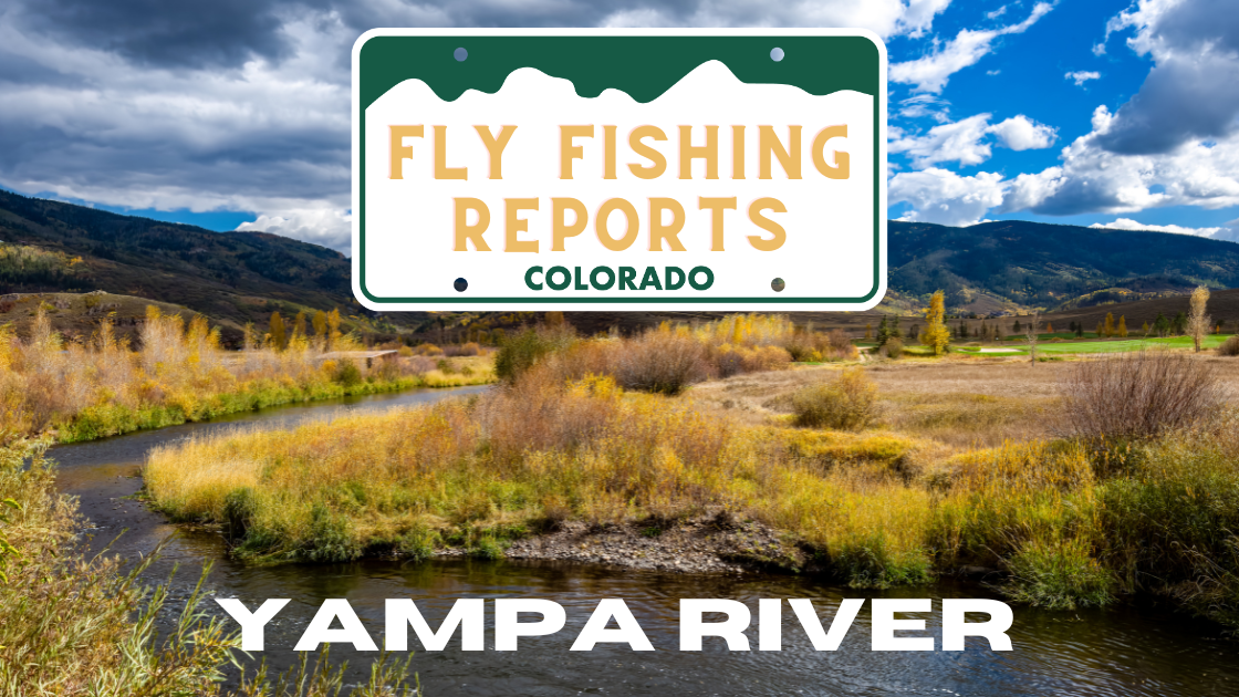 Fly angler casting into the Yampa River near Steamboat Springs, surrounded by fall colors and clear water