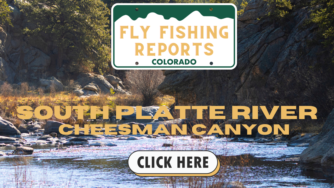 Discover the latest fishing report for the South Platte River at Cheesman Canyon, including current river conditions, hatches, and fly patterns for anglers