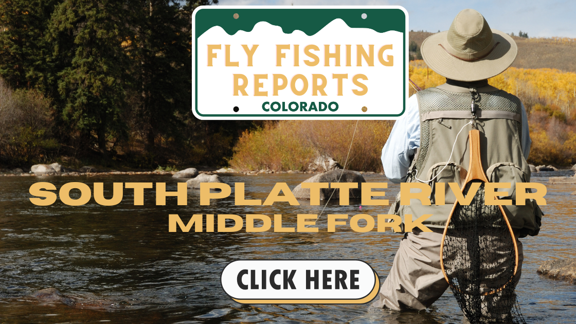 Angler fly fishing on the Middle Fork of the South Platte River in Colorado, casting a dry-dropper rig near a riffle in clear, shallow water. The river flows through a scenic meadow with distant mountains in the background, capturing a peaceful morning on the river surrounded by tall grasses and wildflowers.