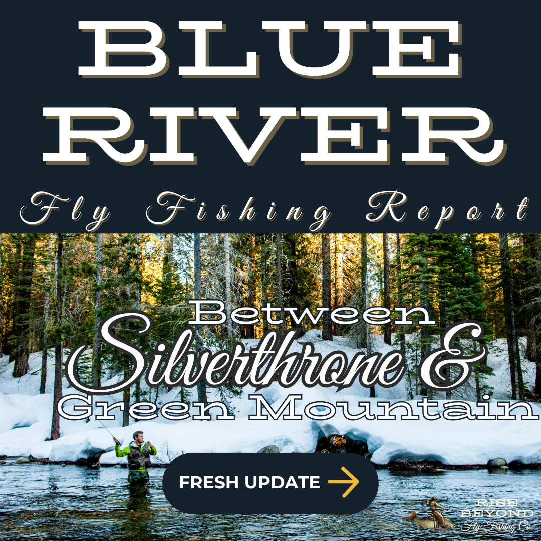 Winter fly fishing on the Blue River near Green Mountain Reservoir offers technical challenges, clear waters, and the chance to catch sizable brown trout.