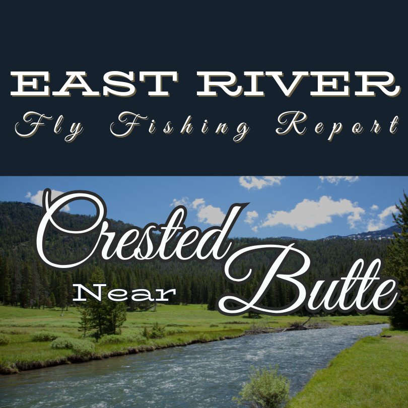 East River Fly Fishing Report Near Crested Butte Colorado