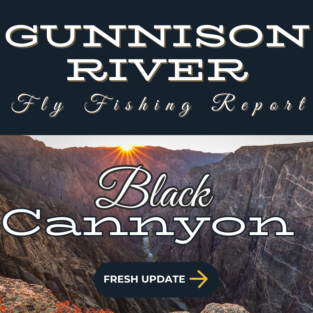 An angler fly fishing on the Gunnison River, casting a line in clear water with a mountainous backdrop