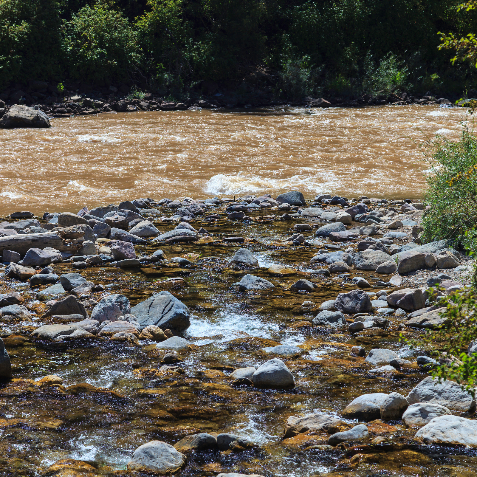 Roaring fork river fly fishing in runoff near glenwood springs colorado