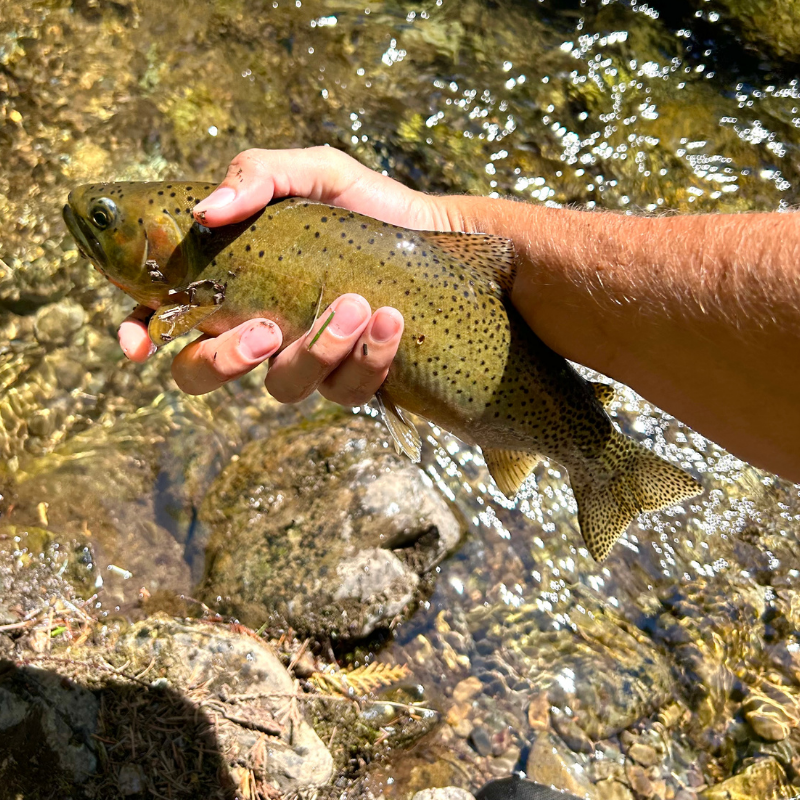 : Deckers and Cheesman Canyon are classic hotspots, but Tricos show up throughout the river system.