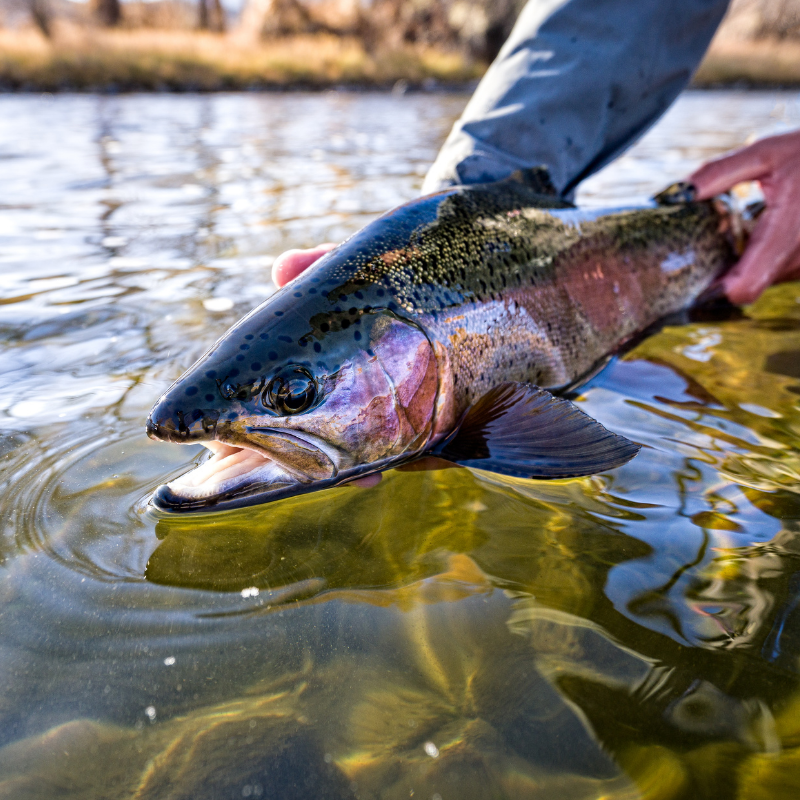 Best fly fishing near Denver this weekend, updated August 7, 2025