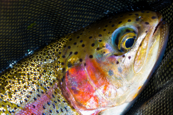 fly fishing in colorado (33)-1