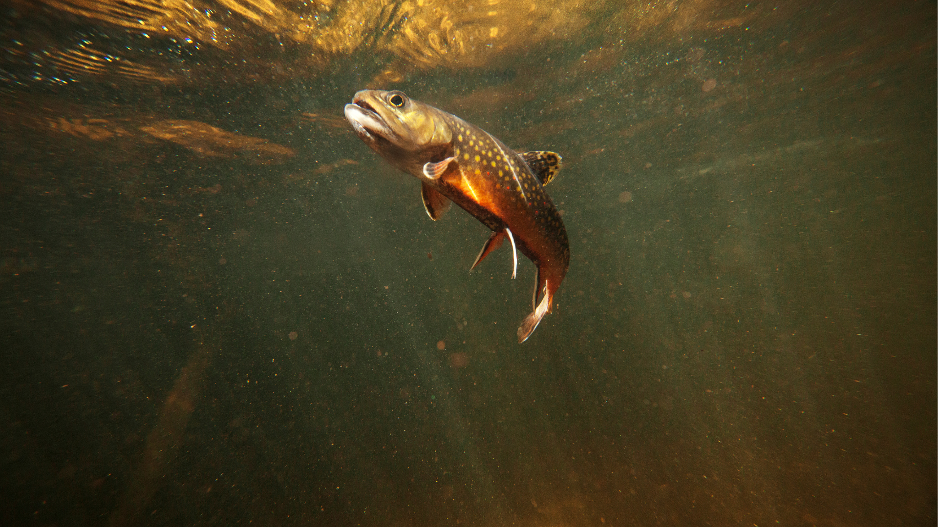 a brook trout with read and yellow spots rising to check out the caddis hatch on the south platte river near deckers