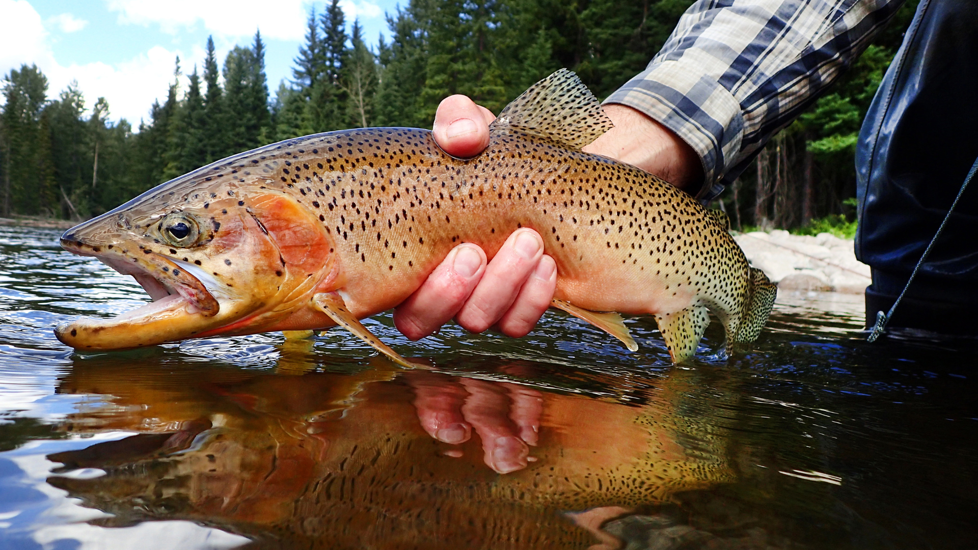 An angler casting into a calm eddy in a river, with rocks and trees in the background.