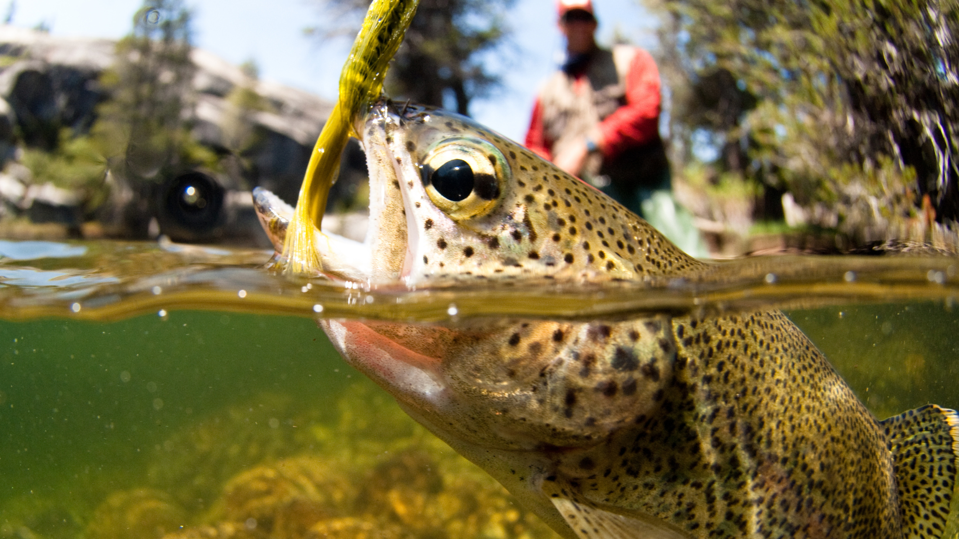 South Platte River at Deckers rainbow trout caught on a olive wolly bugger. 