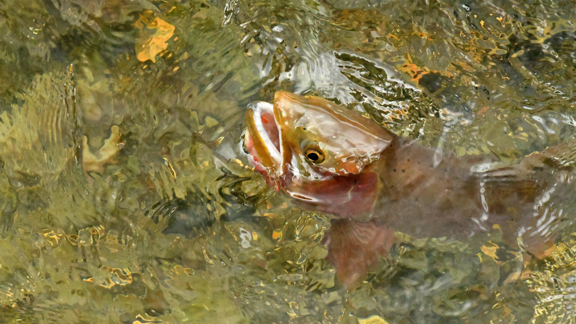 a small cutthroat trout rising to eat a mayfly on the south platte river near waterton canyon. 