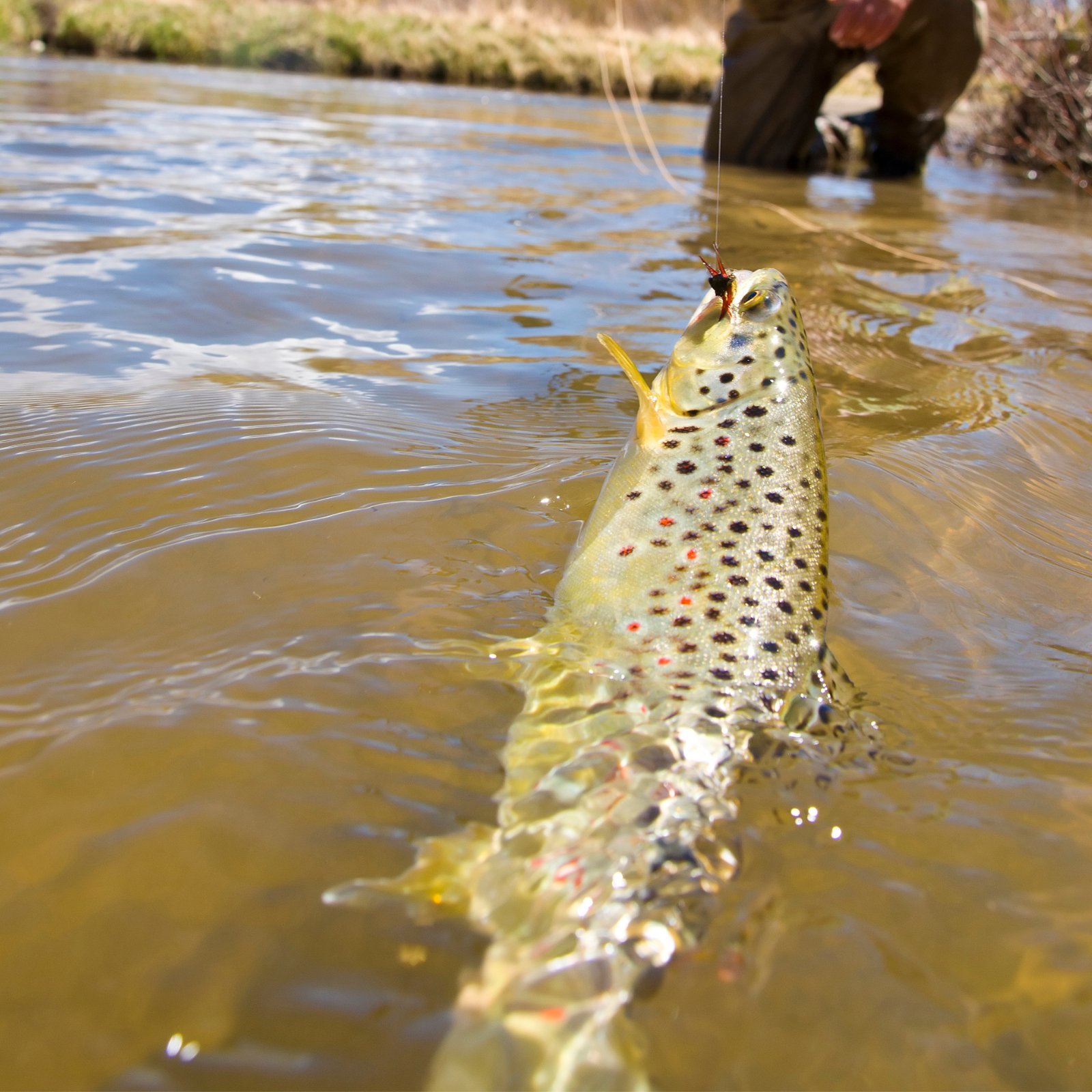 a brook trout caught on the eagle river near eagle colorado and vail colorado