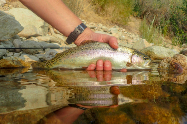 South Platte River at Deckers rainbow trout caught on a olive wolly bugger. 