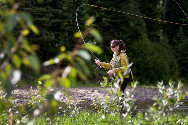 An angler fly fishing in a remote mountain stream in Colorado, casting a dry fly to catch a native cutthroat trout.