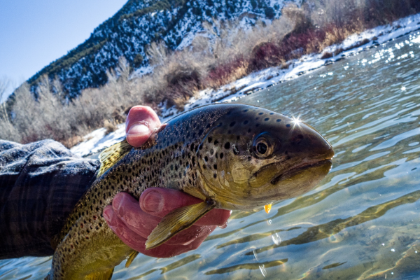 A stunning view of the Gunnison River cutting through Black Canyon with a fly angler casting from the shore.