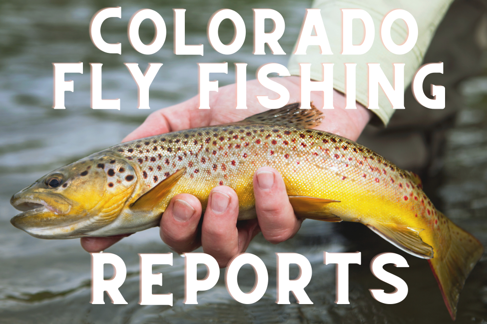 Colorado Fly Fishing Reports a man holding a brown trout caught in the south platte river near waterton canyon in littleton colorado.  