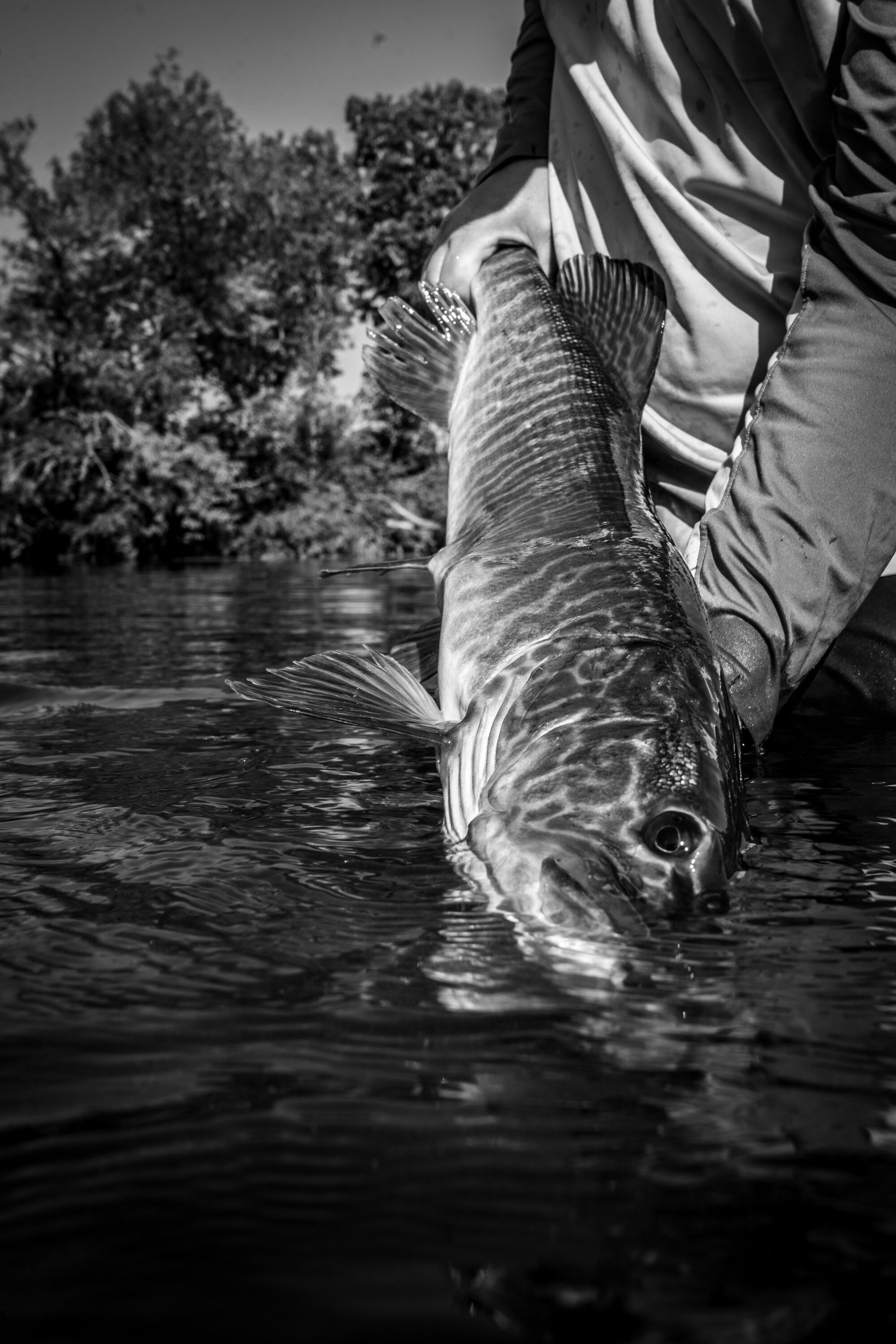 An angler fly fishing in Colorado, casting a large streamer into the deep waters of a musky-rich lake.