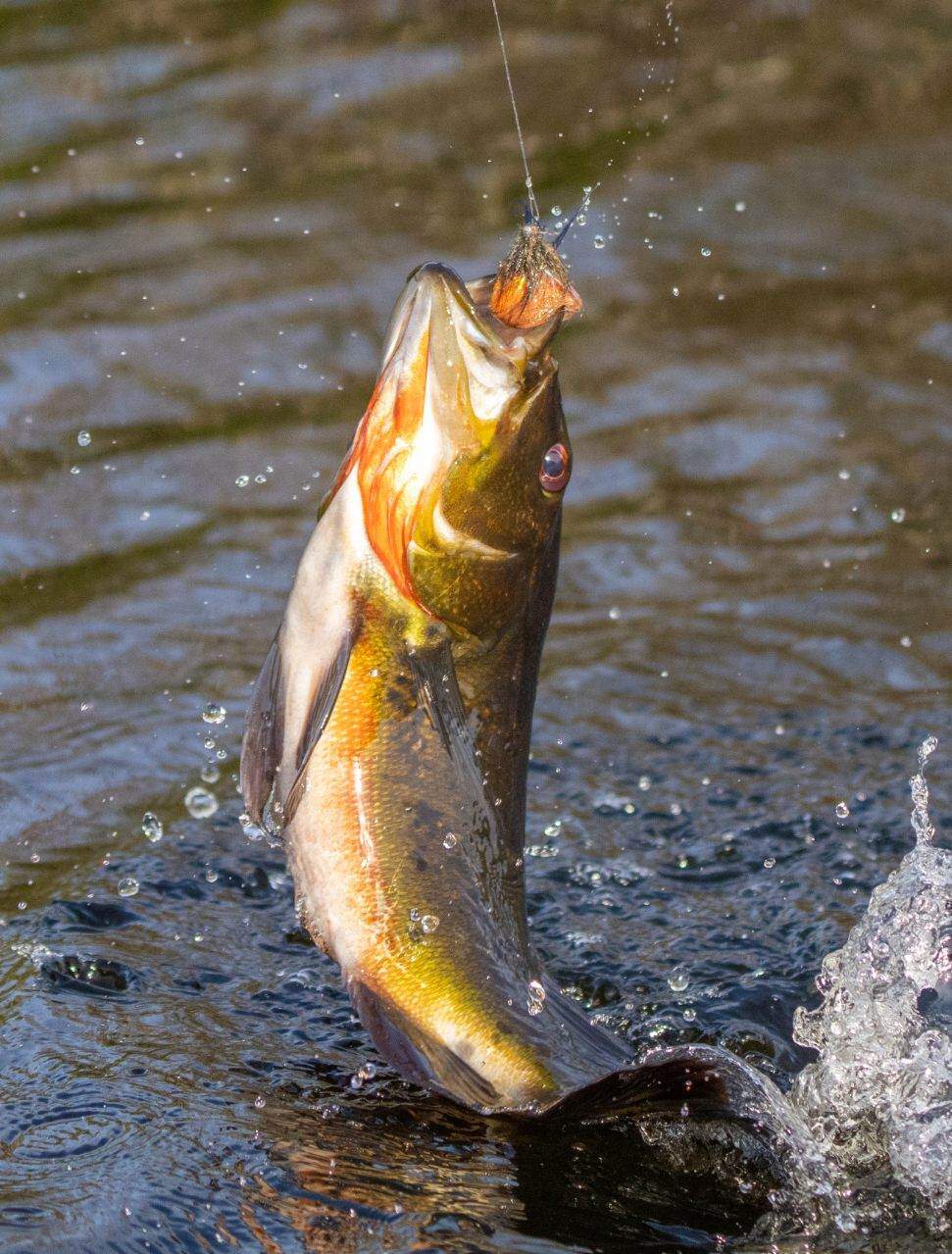 a smallmouth bass hitting a Rise Beyond Fly Fishing fly 