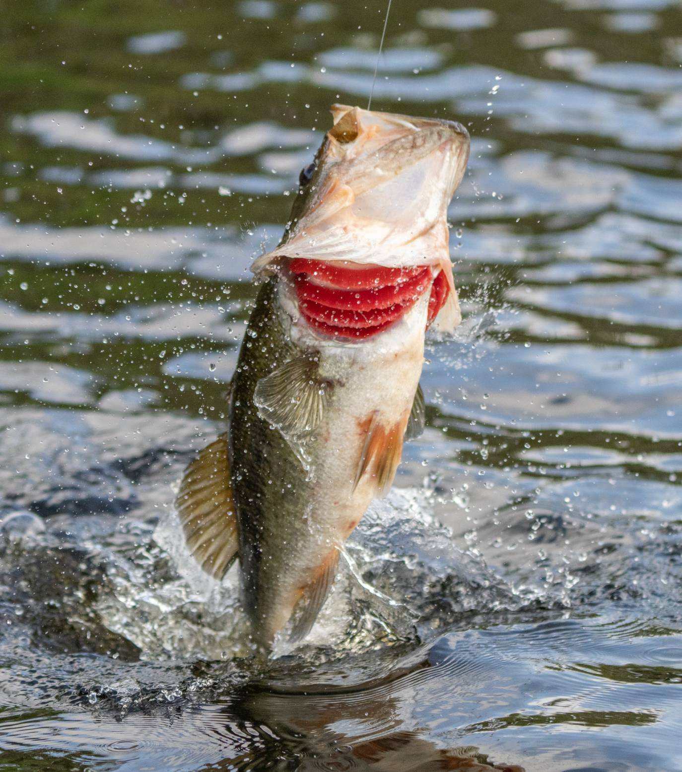 a bass jumping out of the water after being caught on a Rise Beyond Fly Fishing Co Fly. 