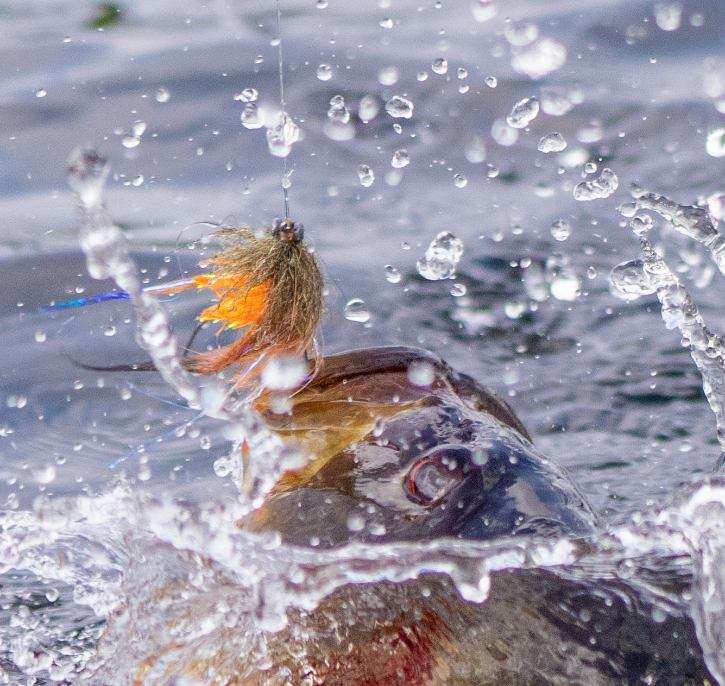 a bass catching a fly made by Rise Beyond Fly Fishing Co. 